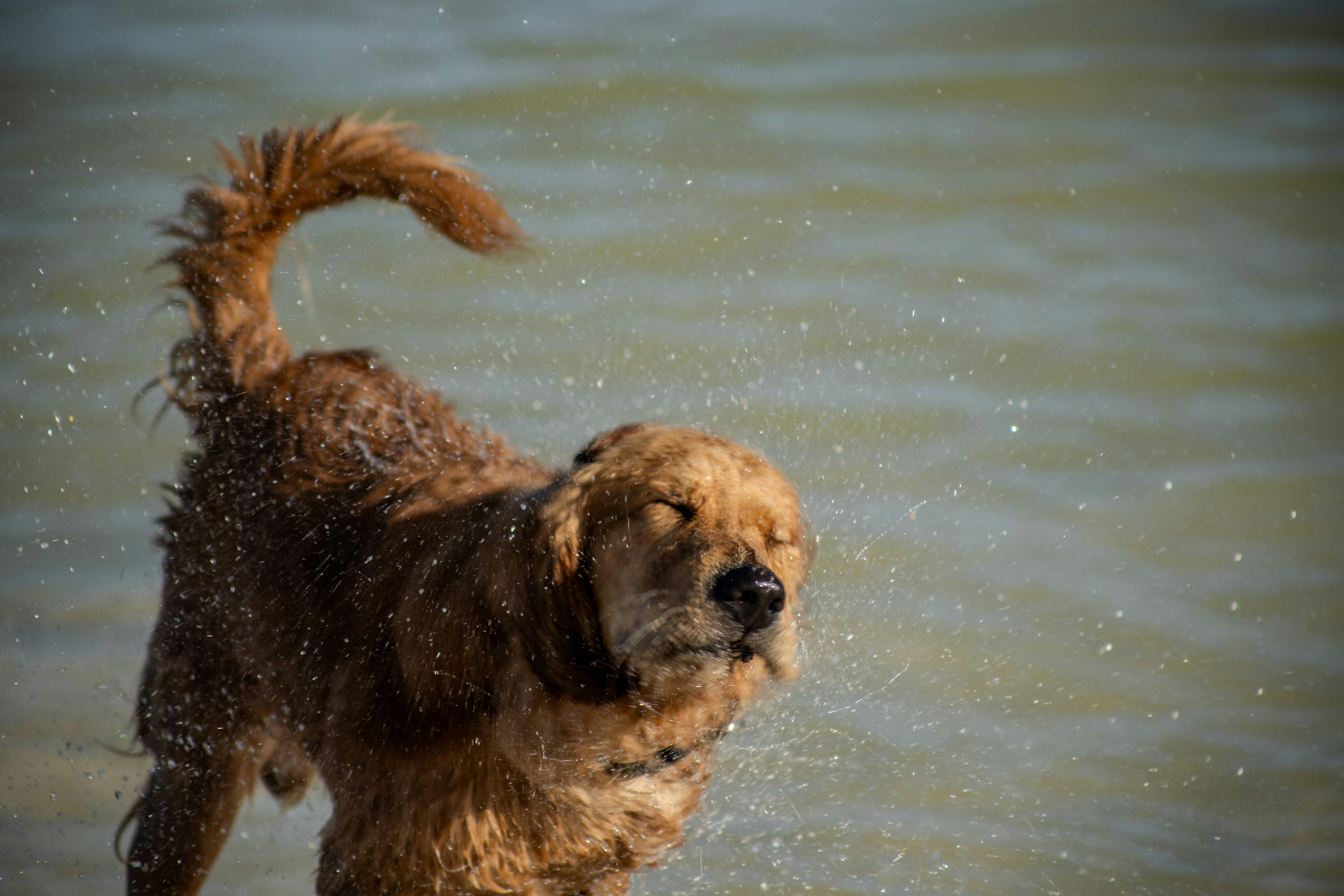 Para que o passeio não se transforme em transtornos, especialistas alertam para cuidados essenciais que garantem segurança. | Foto: Ilustrativa/Pexels