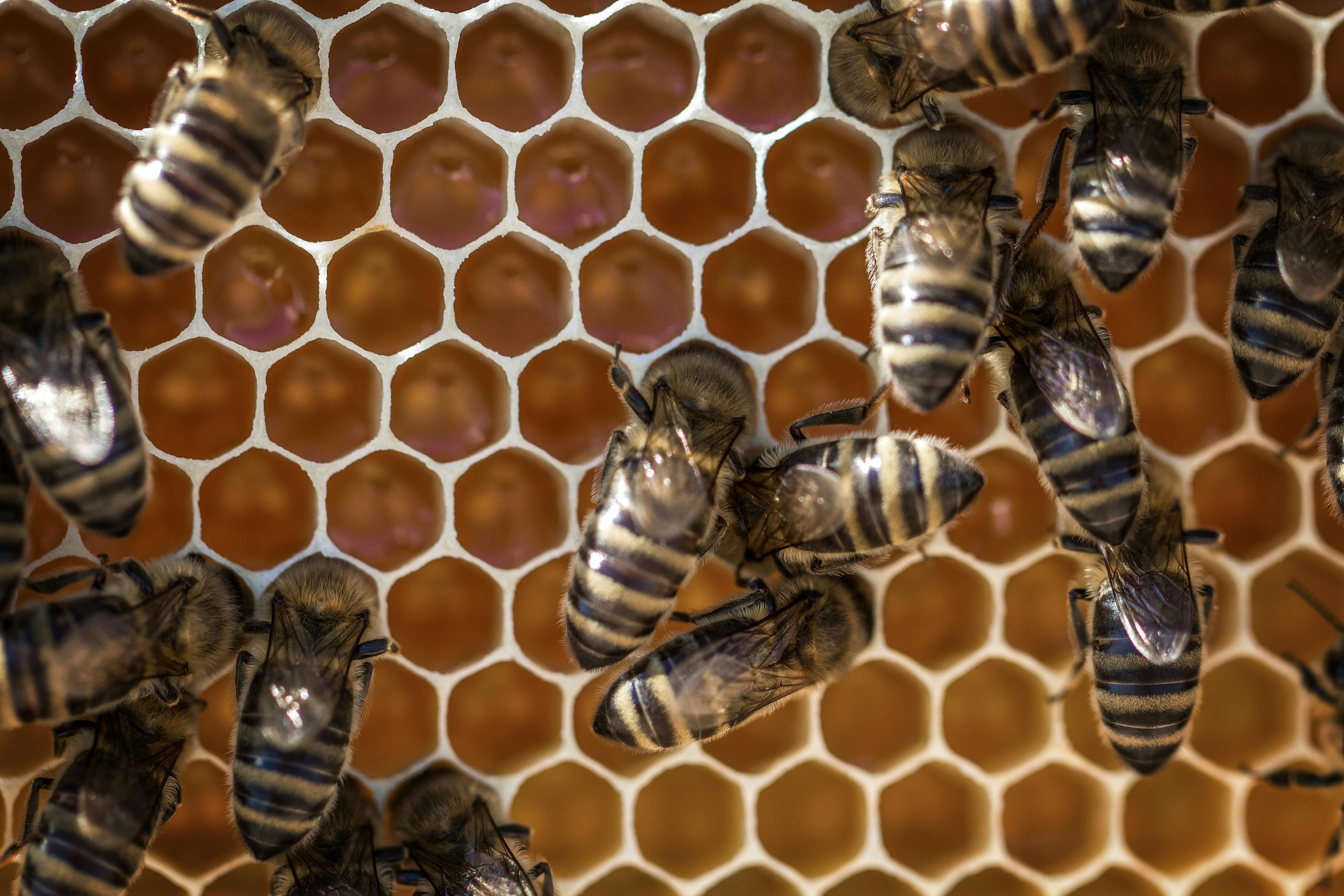 Um grupo de pesquisadores da Unicamp desenvolveu um novo produto obtido da combinação entre mel e cascas de amêndoa de cacau. | Foto: Ilustrativa/Pexels