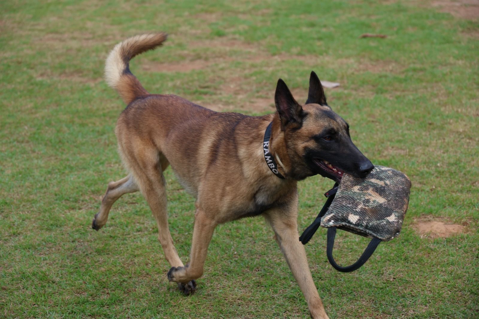 Os c&atilde;es considerados aptos &agrave; atividade podem passar pelo processo de certifica&ccedil;&atilde;o a partir dos 18 meses de idade. | Foto: Isadora Gomes/Ascom SSP