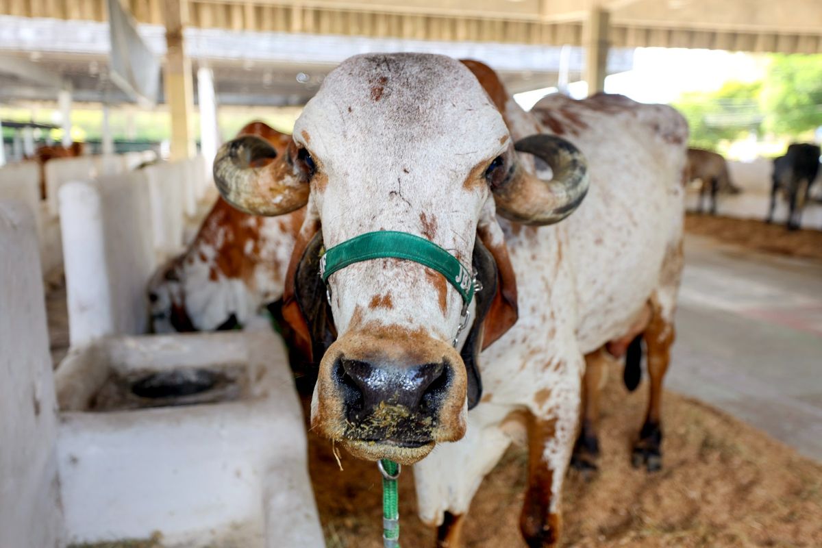 Exposição de animais na Fenagro 2025. Foto: Ascom / Seagri
