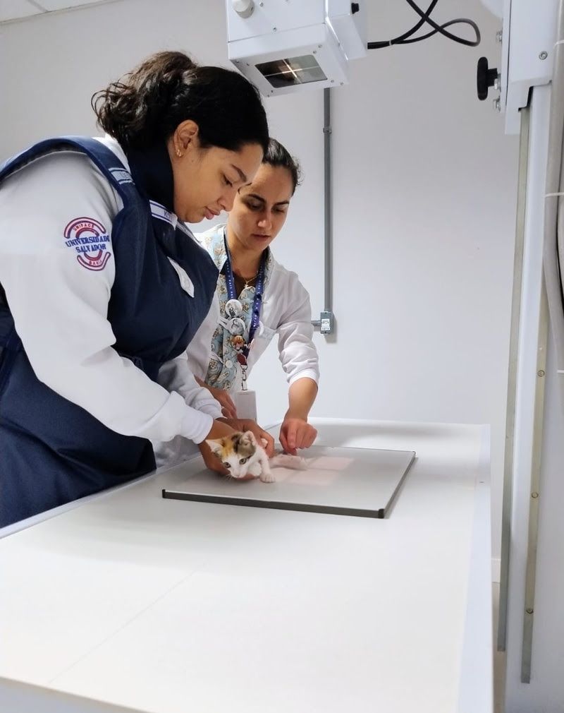 As a&ccedil;&otilde;es ser&atilde;o realizadas pelo CLIVET &ndash; Centro M&eacute;dico Veterin&aacute;rio da institui&ccedil;&atilde;o, em Salvador e Feira de Santana. | Foto: Divulga&ccedil;&atilde;o