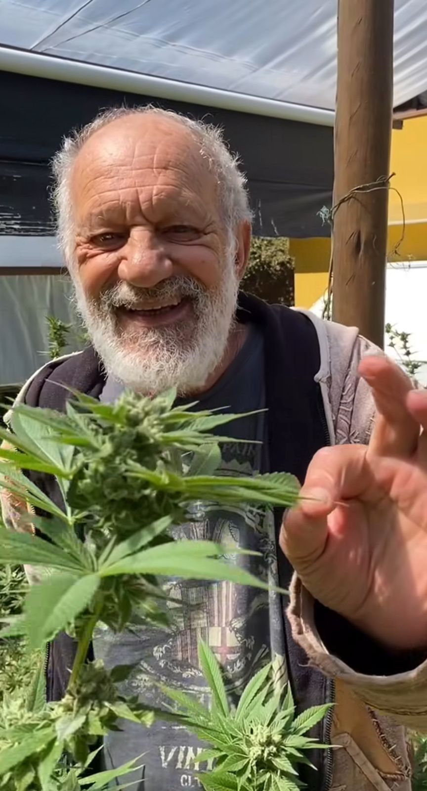 O ator reforçou que não pode repassar a erva a terceiros, sob risco de perder a licença de cultivo. | Foto: Redes Sociais