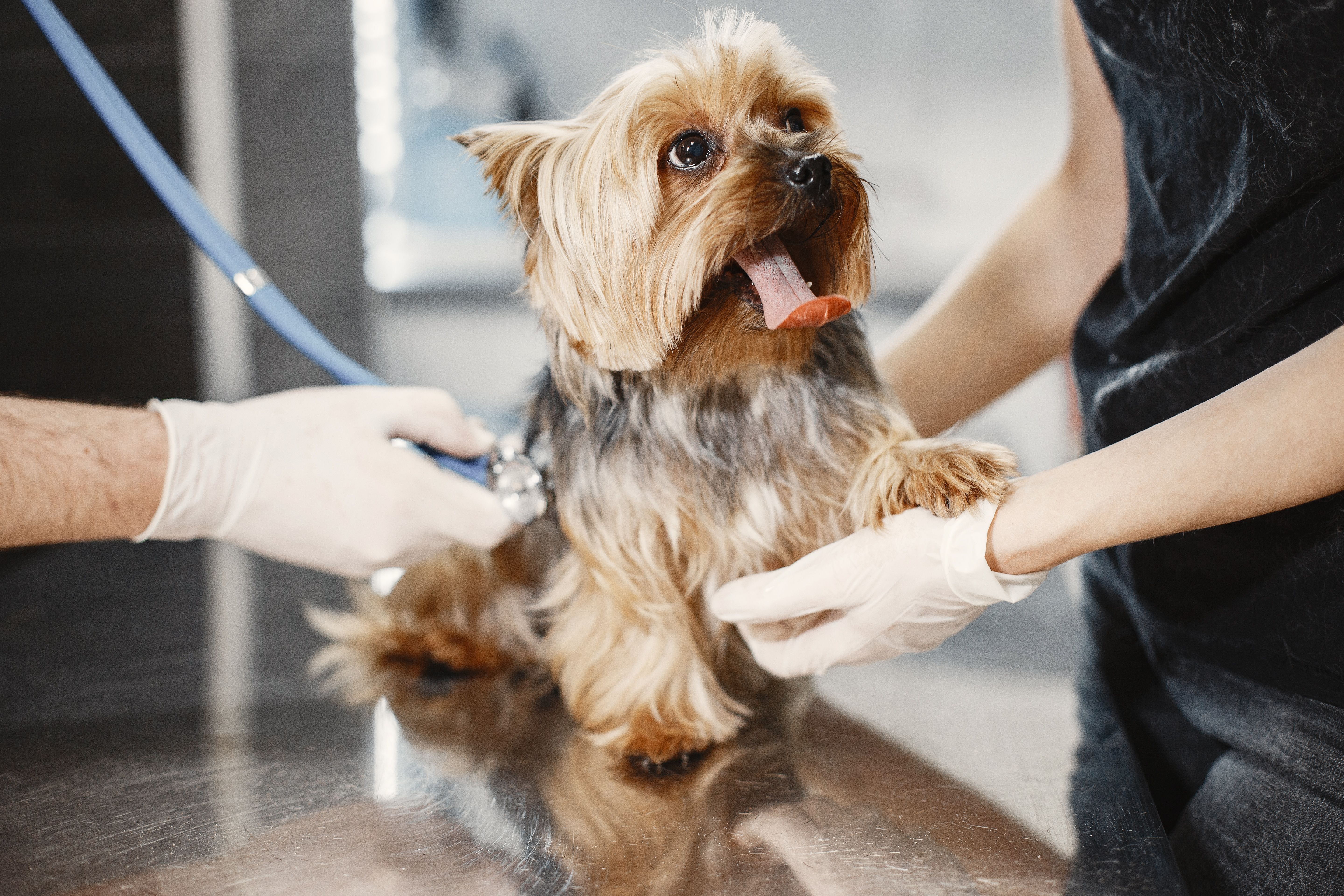 Em Salvador e Feira de Santana, as a&ccedil;&otilde;es acontecem nos centros m&eacute;dicos veterin&aacute;rios da institui&ccedil;&atilde;o. | Foto: Pexels