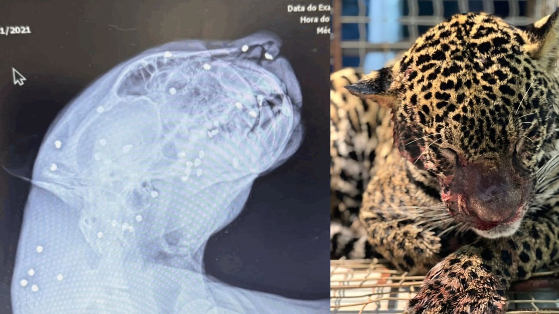 Onça-pintada baleada é macho, tem 54 kg e cerca de 3 anos | Foto: reprodução/Cenarium
