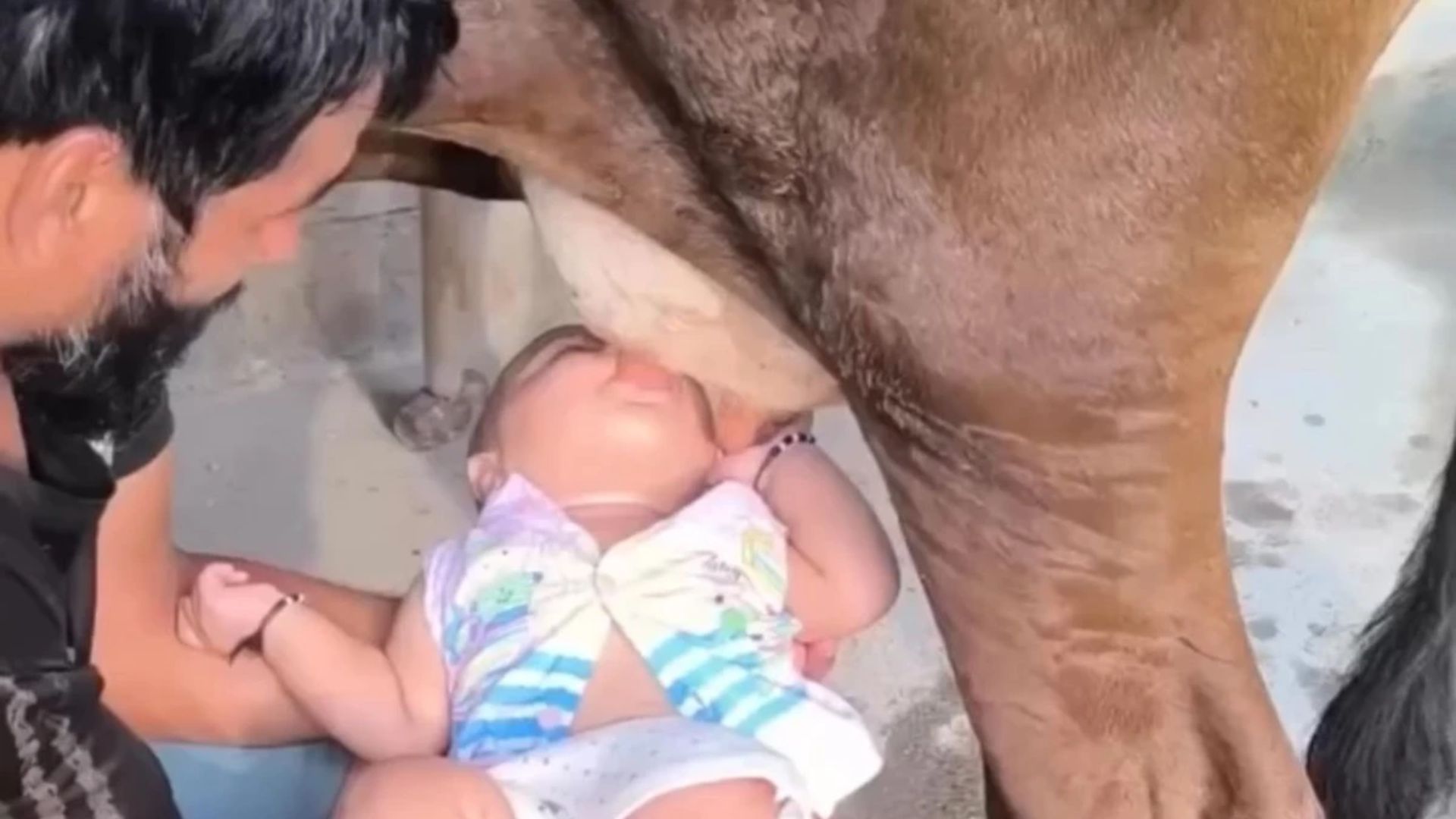 Pai Bebe Filha Vaca Mamando Teta India Mundo