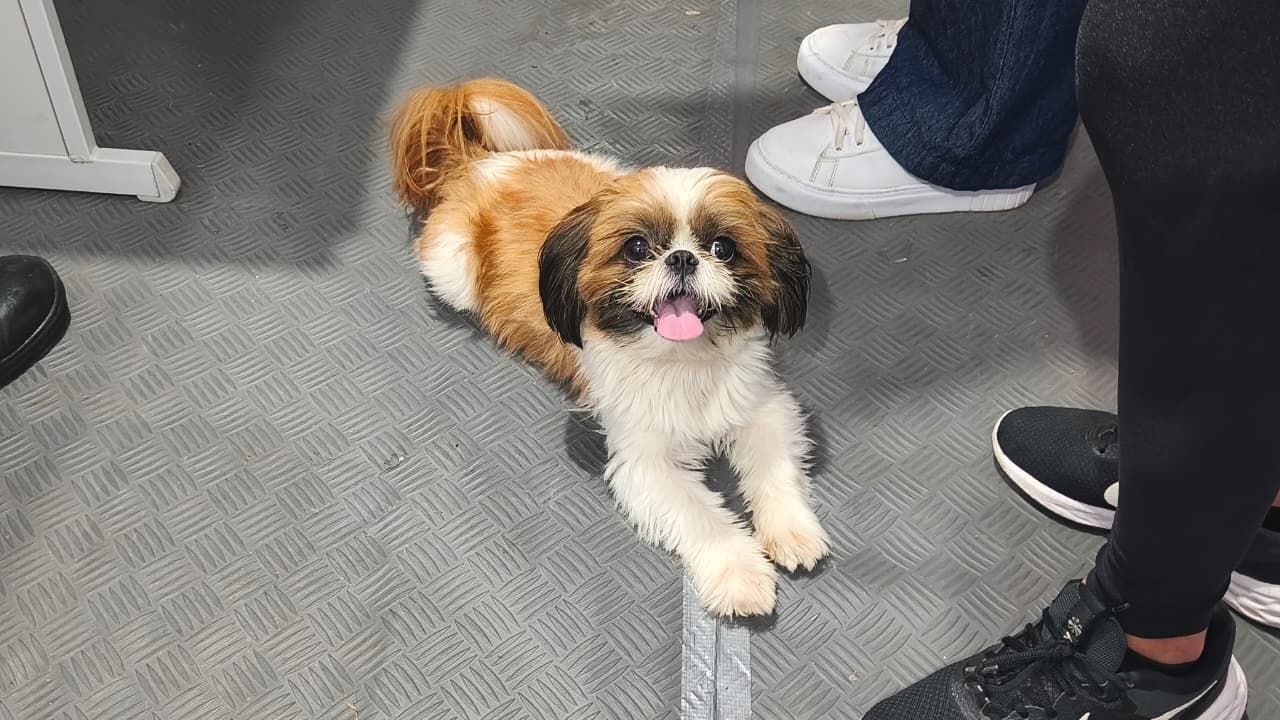 Ravi, da raça shih-tzu, se perdeu enquanto passeava com os tutores, Guilherme e Maria Matos, na região da Barra. | Foto: Divulgação APM/PMBA
