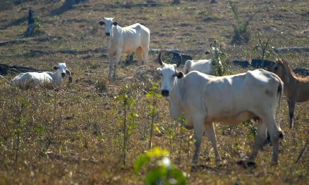 Agropecuária foi uma das responsáveis por resultado do PIB da Bahia, aponta IBGE | Foto: arquivo/Agência Brasil