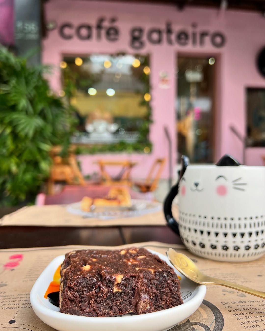 Localizado na Barra, o Café Gateiro tem como principal diferencial a convivência com gatos disponíveis para adoção responsável. | Foto: Redes Sociais/@cafegateirocatcafe