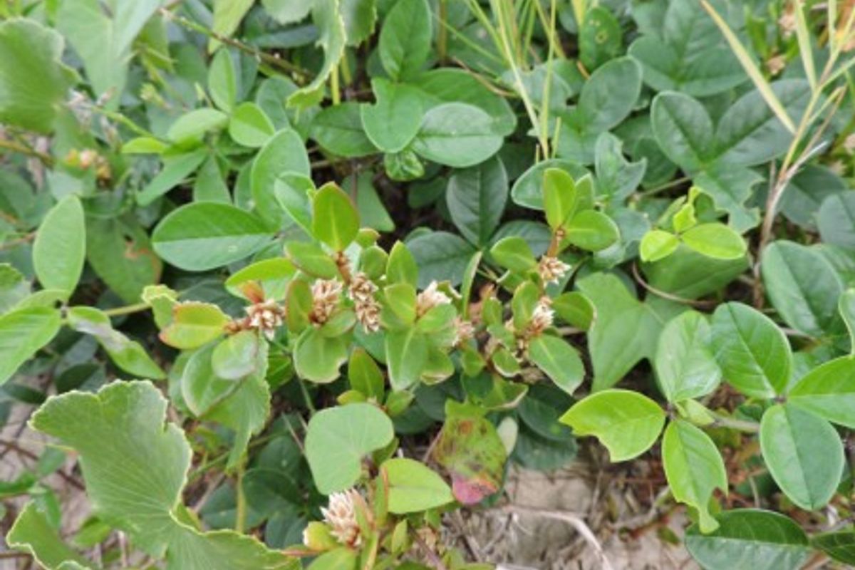 Planta brasileira Alternanthera littoralis, conhecida como periquito-da-praia, têm ação anti-inflamatória comprovada. | Foto: Fabrício Riella / iNaturalist