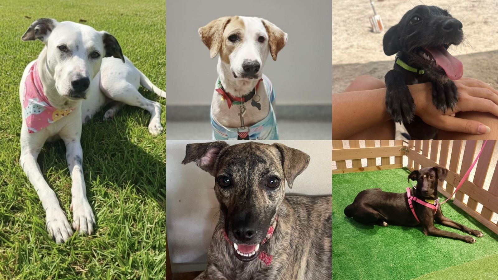 Da esquerda para a direita: Menina, castrada, porte m&eacute;dio, 2 anos; Elza, 3 anos, castrada; Benedita, 5 meses; Ruya, pequeno para m&eacute;dio porte, 1 ano, castrada; Pretinha, 5 anos, castrada. | Foto: Divulga&ccedil;&atilde;o