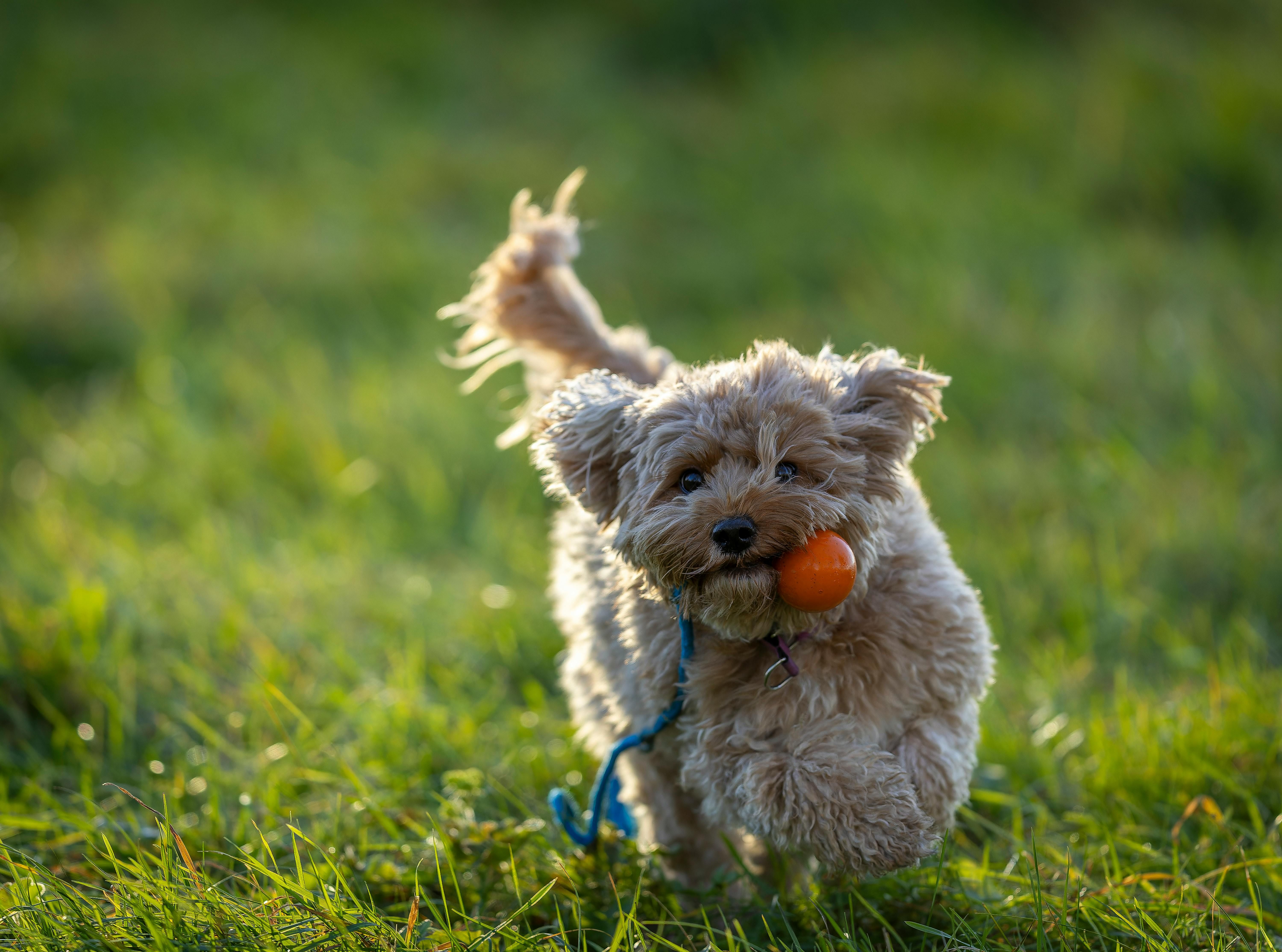 A ausência do brinquedo pode causar estresse, tristeza ou tensão prolongada em alguns casos. | Foto: Ilustrativa/Pexels