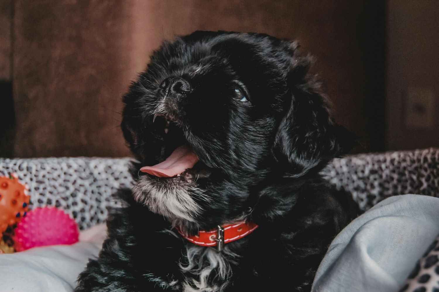 Apesar dos benefícios para os tutores, especialistas destacam a importância de adotar práticas específicas para garantir o bem-estar dos cães. | Foto: Ilustrativa/Pexels