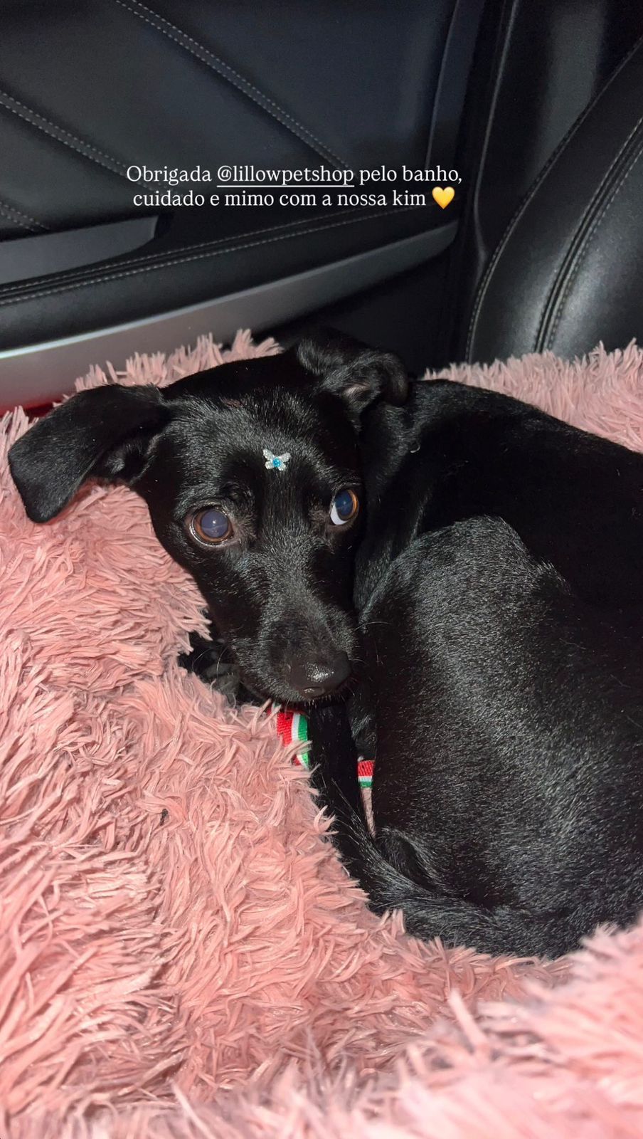 Gabriela relatou ainda que o animal se assustou durante a conex&atilde;o. | Foto: Redes Sociais