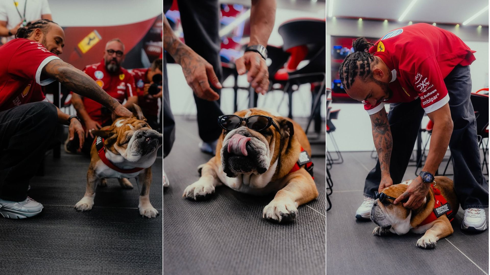 Hamilton e Roscoe em evento da F1 | Fotos: reprodução/Instagram (@roscoelovescoco)