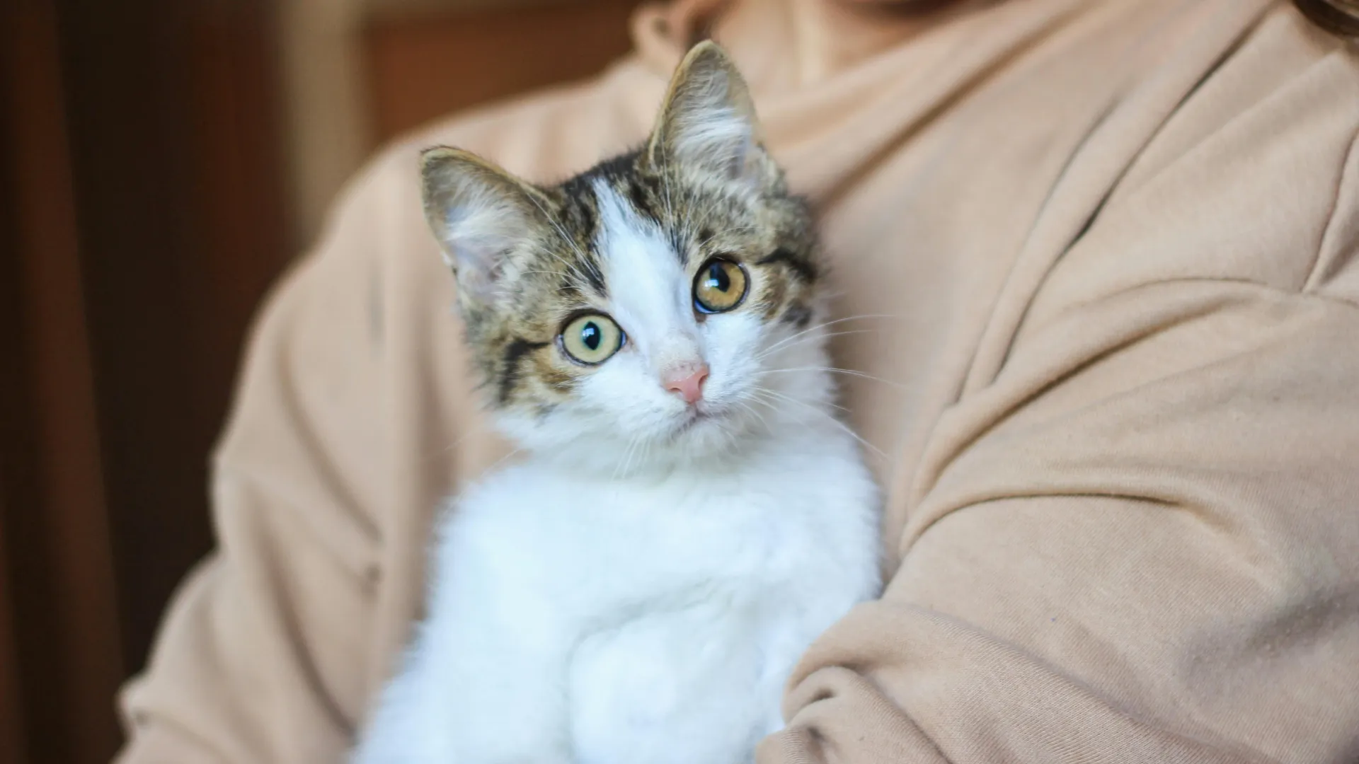 De acordo com o estudo, 11% dos tutores de c&atilde;es e 13% dos tutores de gatos consideram renunciar ao pet nos pr&oacute;ximos 12 meses. | Foto: Ilustrativa/Pexels