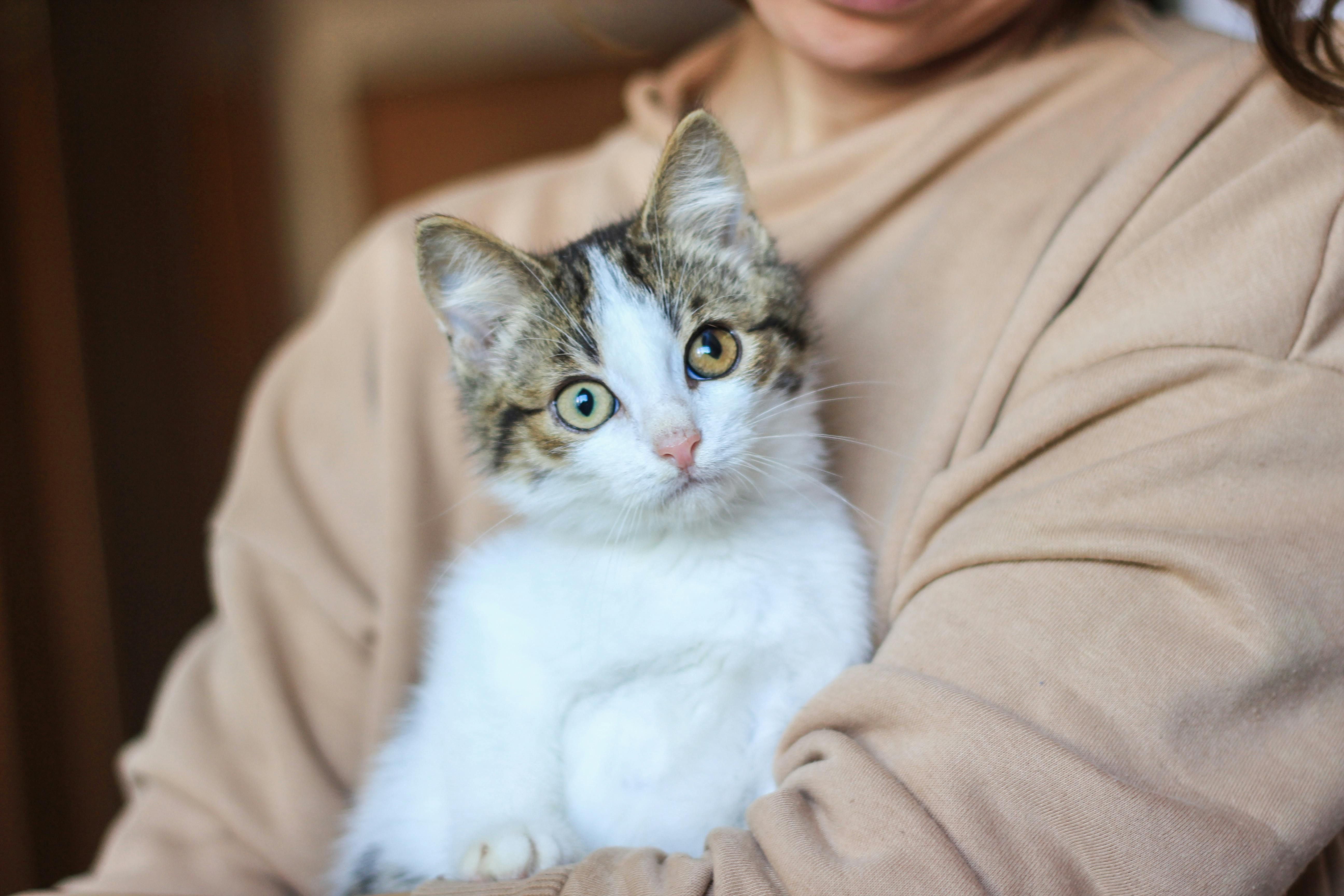 De acordo com o estudo, 11% dos tutores de cães e 13% dos tutores de gatos consideram renunciar ao pet nos próximos 12 meses. | Foto: Ilustrativa/Pexels