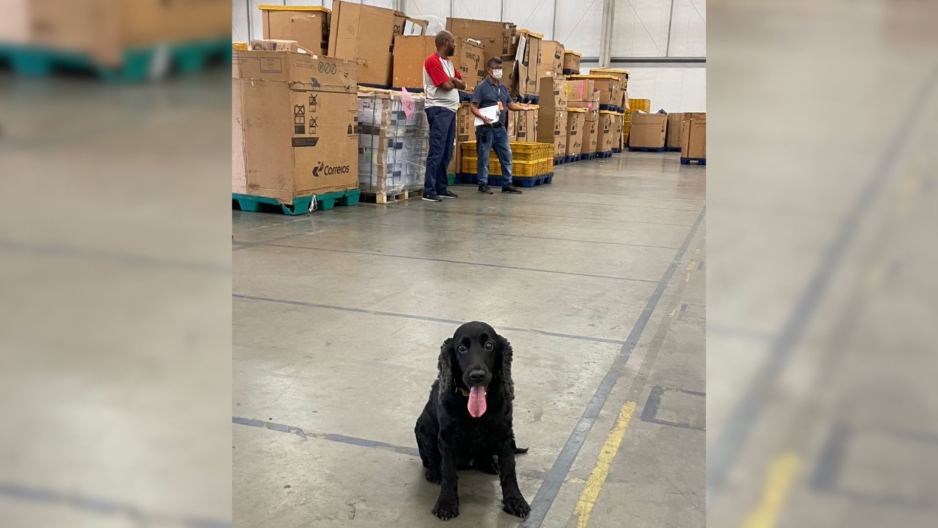 Uma das cadelas farejadoras a serviço da Polícia Civil da Bahia ajudou a encontrar mais de 10kg de drogas | Foto: arquivo/SSP-BA