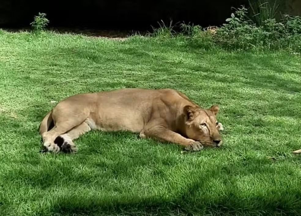 A leoa que atacou e matou o jovem Gerson de Melo Machado no Parque Arruda Câmara, em João Pessoa, não será sacrificada. | Foto: Reprodução/PMJP