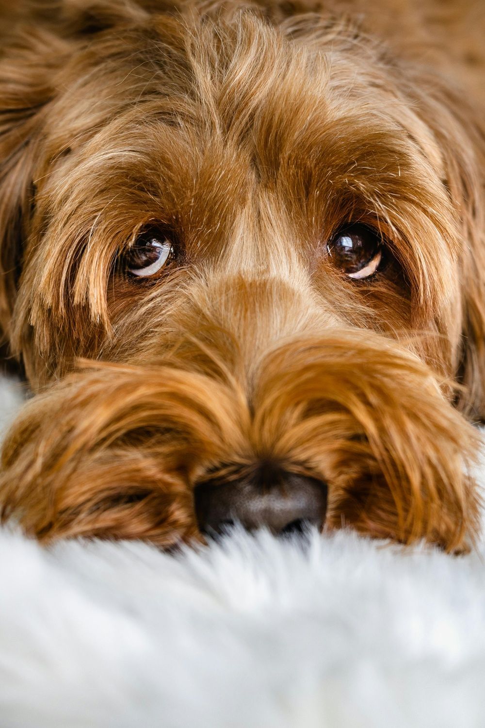 O barulho dos roj&otilde;es &eacute; apontado como uma das principais causas de estresse intenso em c&atilde;es e gatos. | Foto: Ilustrativa/Pexels