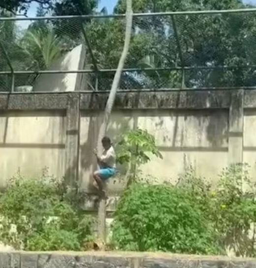 Gerson de Melo Machado escalou uma parede de mais de seis metros, ultrapassou grades de segurança e se pendurou em uma árvore para acessar o recinto da leoa. | Foto: Redes Sociais