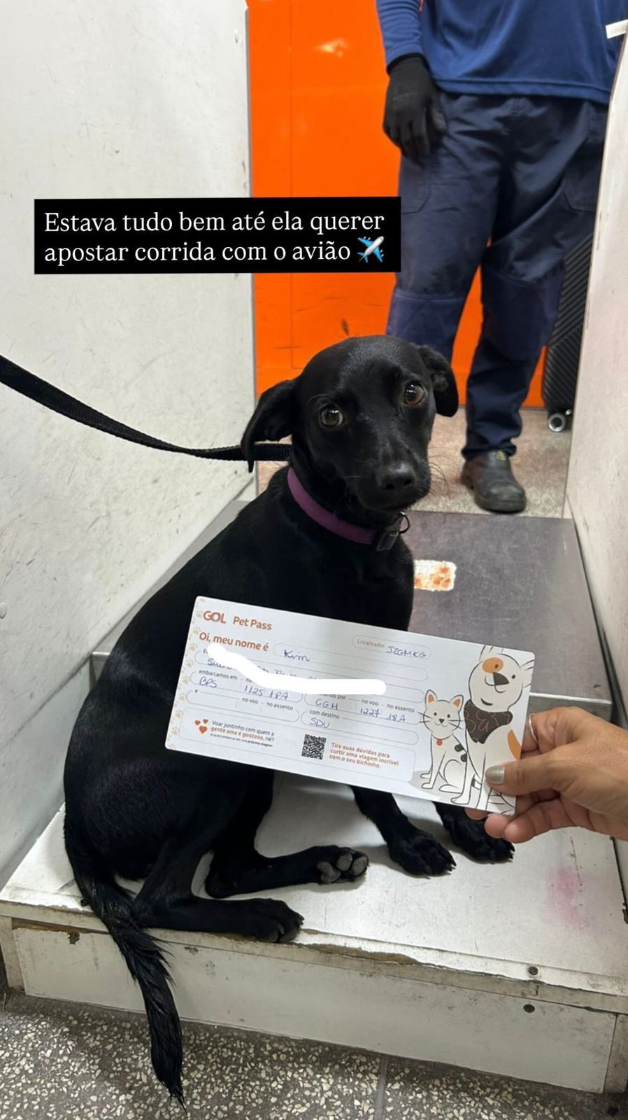 Uma cachorra escapou da caixa de transporte antes de embarcar em um voo com destino ao Rio de Janeiro. | Foto: Redes Sociais