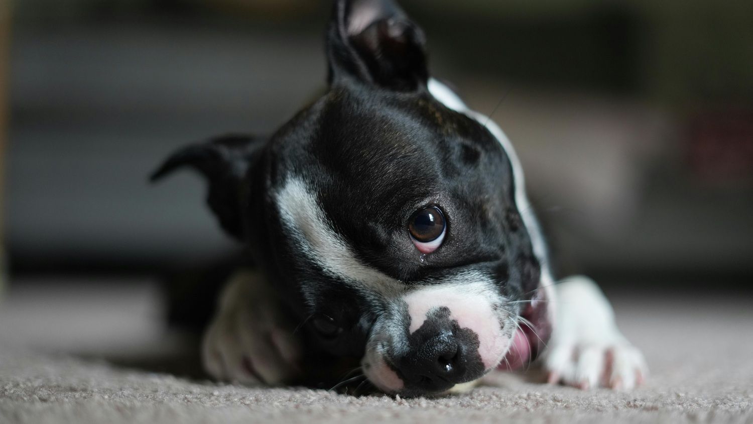 Especialistas ressaltam que compreender essas necessidades ajuda a melhorar a qualidade de vida dos animais. | Foto: Ilustrativa/Pexels