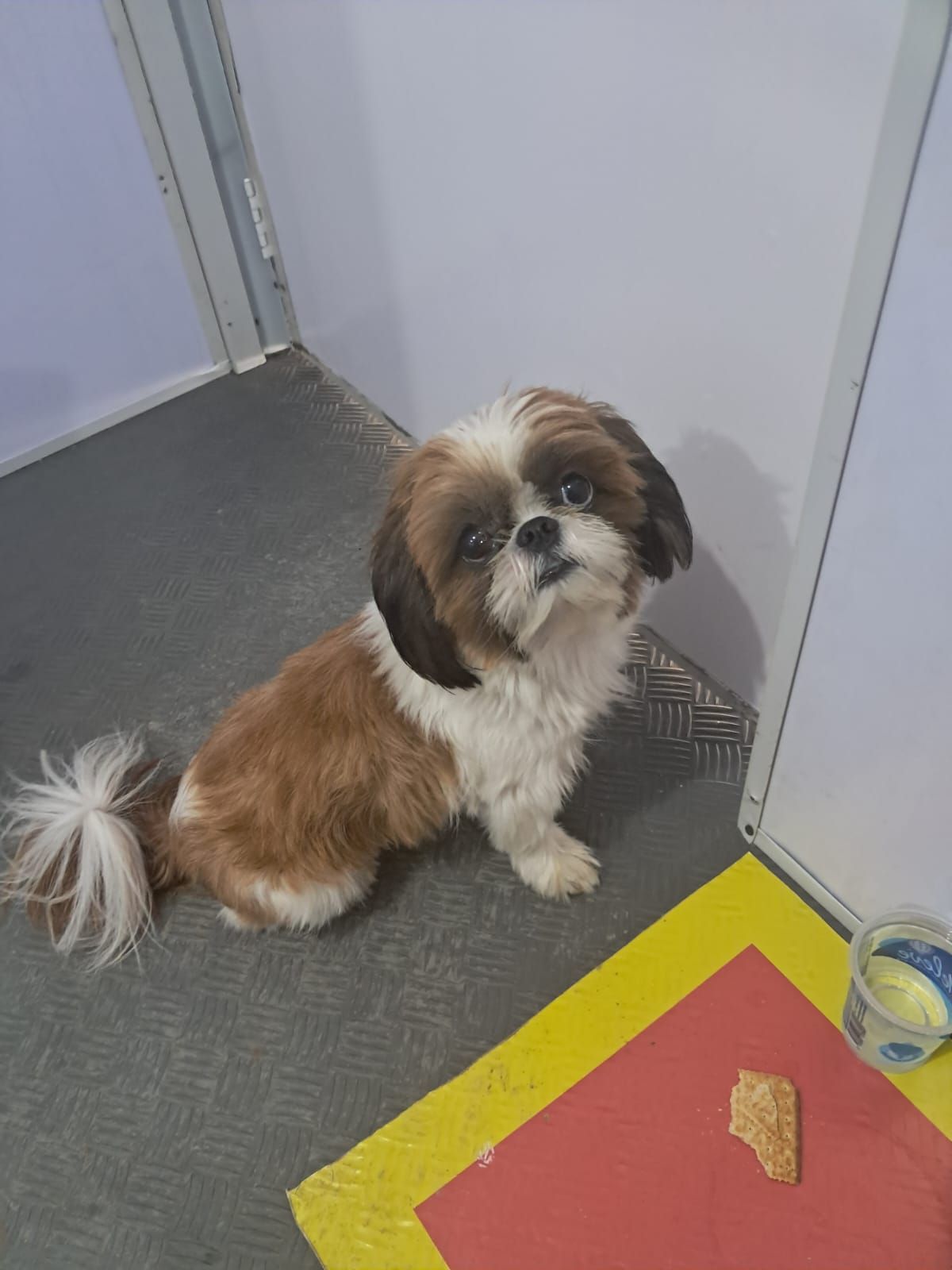 Equipes iniciaram uma mobilização para identificar os responsáveis pelo animal. | Foto: Divulgação APM/PMBA