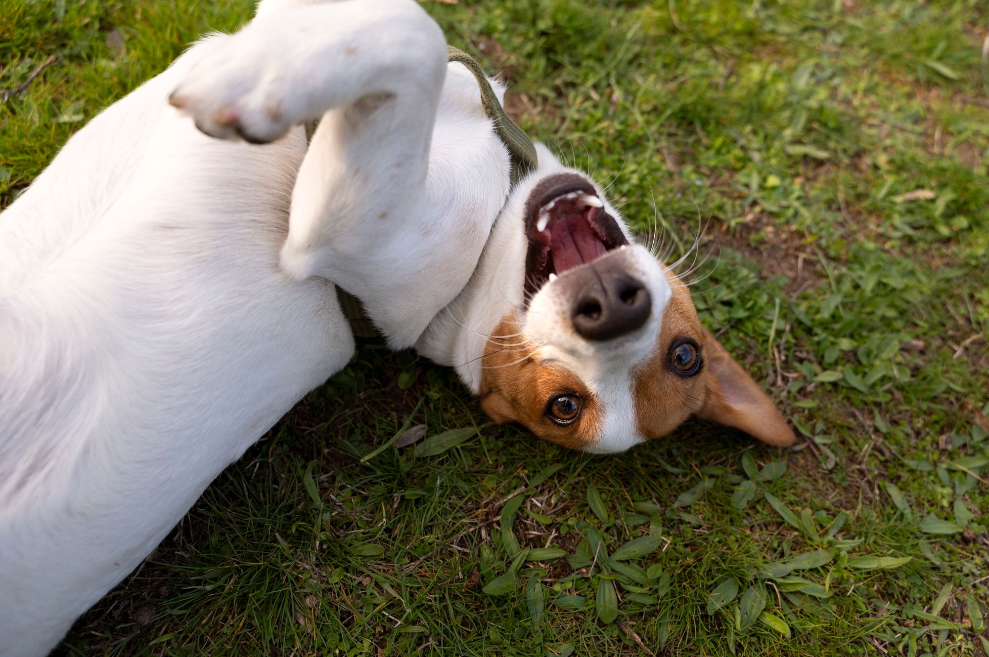 Neste Dia do Cachorro, o Aratu On reuniu uma lista de lugares para passear com cachorro na capital baiana. | Foto: Ilustrativa/Pexels