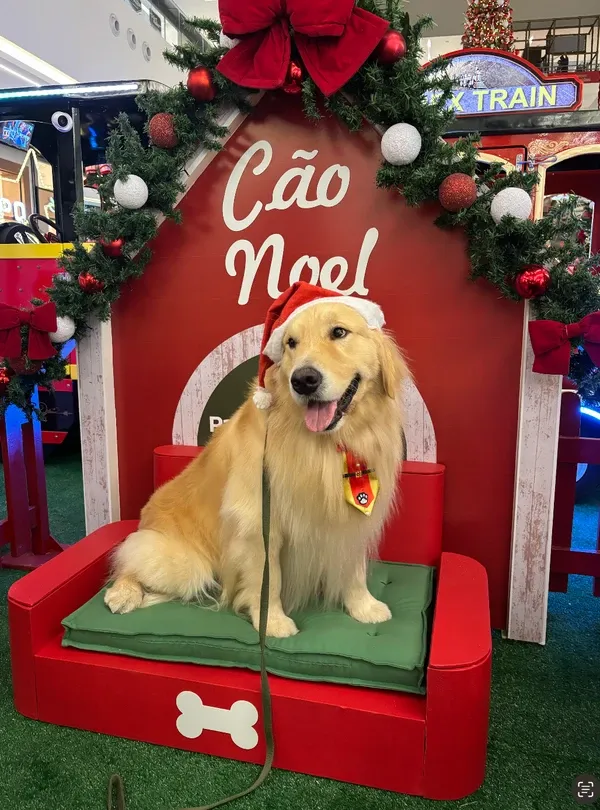 Dois cães terapeutas da raça golden retriever, Hugo e Mike, serão as novas atrações do Natal do shopping, assumindo o papel de Cães Noel. | Foto: Divulgação
