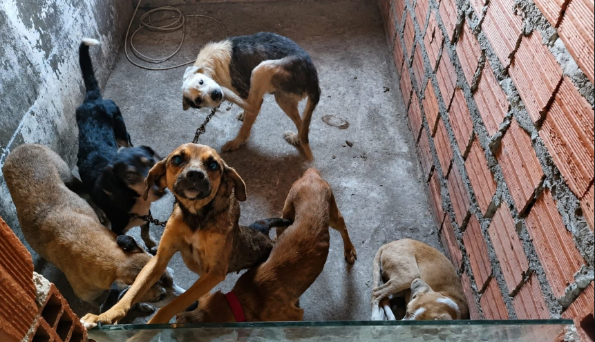 Um homem de 51 anos suspeito de maus-tratos contra animais foi preso nesta segunda-feira (15), no bairro Olhos d&rsquo;&Aacute;gua, em Feira de Santana, no centro-norte da Bahia.&nbsp;| Reprodu&ccedil;&atilde;o: Pol&iacute;cia Civil