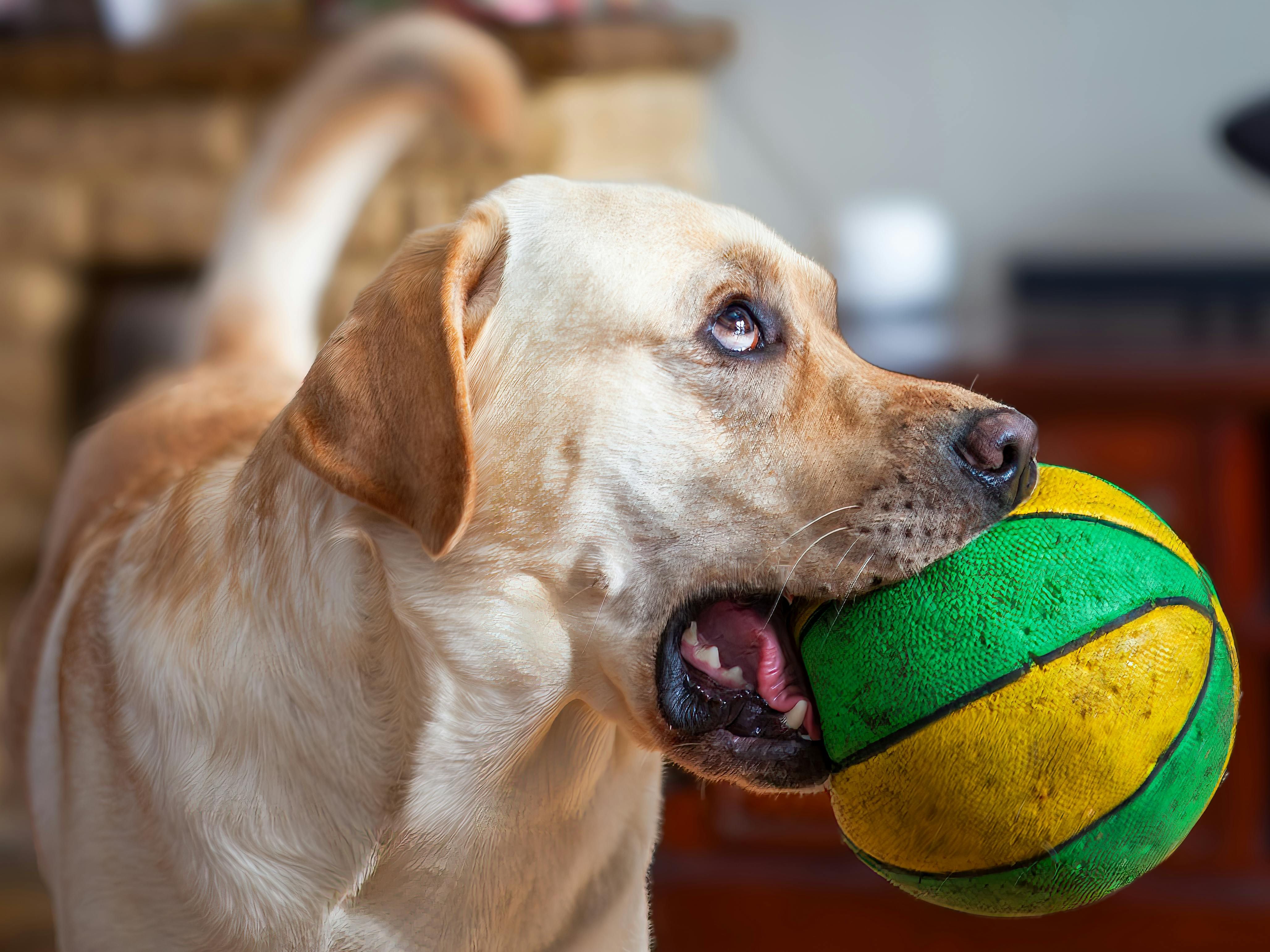 Um estudo revelou que cães podem ficar viciados em brinquedos como bolinhas ou ursinhos de pelúcia. | Foto: Ilustrativa/Pexels