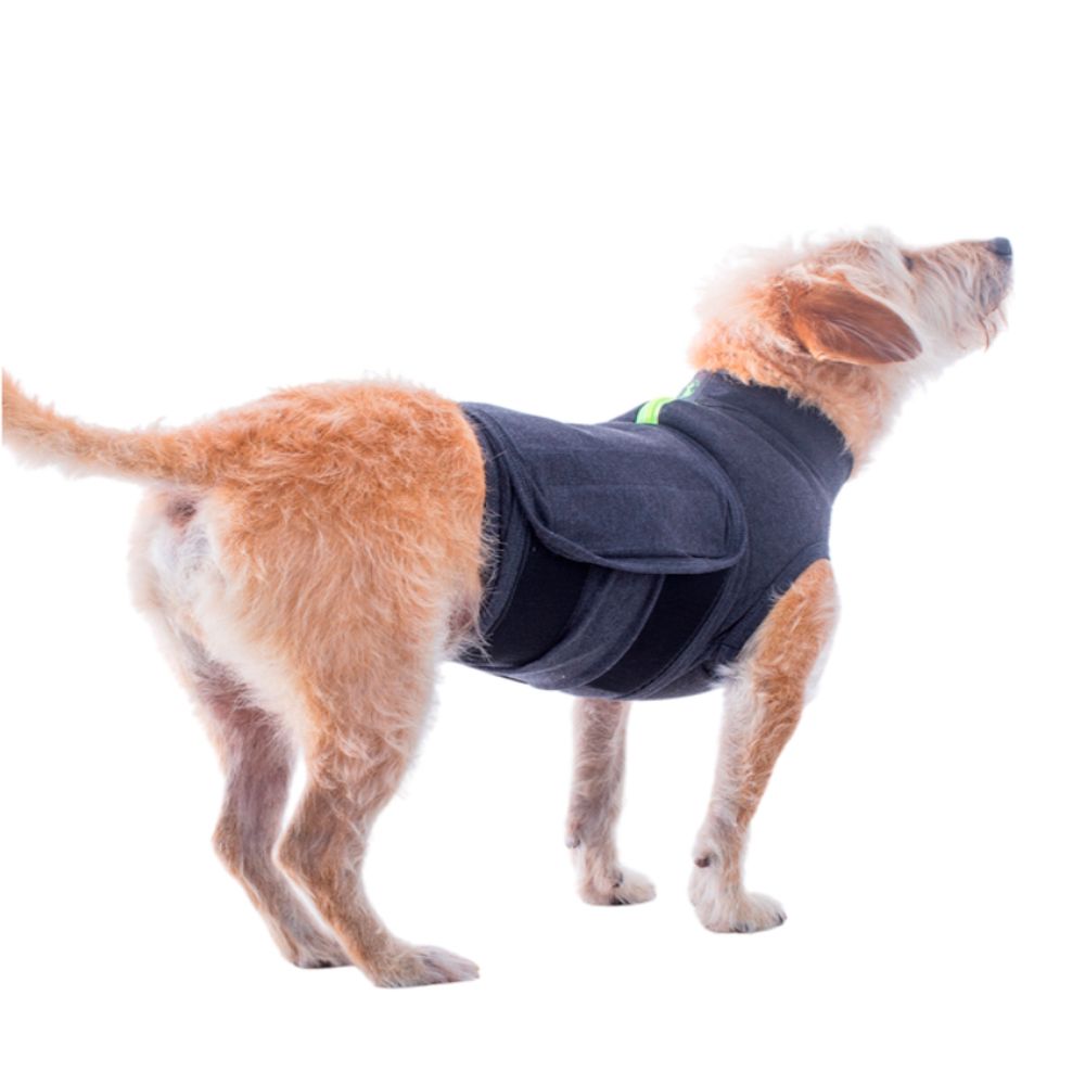 Mantenha a calma, evite refor&ccedil;ar o p&acirc;nico e utilize recursos que auxiliem na sensa&ccedil;&atilde;o de seguran&ccedil;a do animal, como coletes calmantes, a exemplo do Thundershirt. | Foto: Divulga&ccedil;&atilde;o