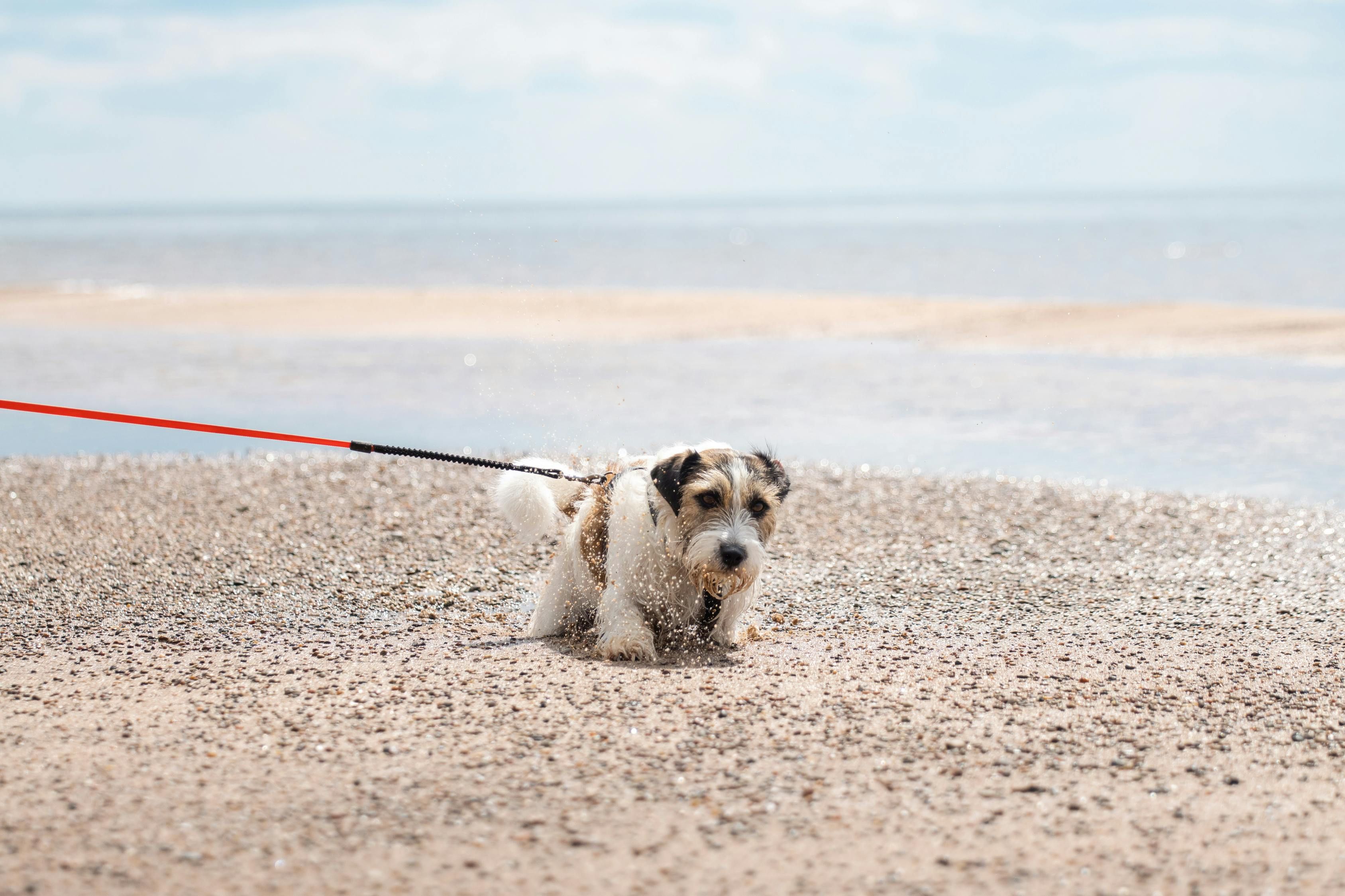 Antes de iniciar a viagem, os tutores devem conferir se o animal está com a vacinação atualizada. | Foto: Ilustrativa/Pexels