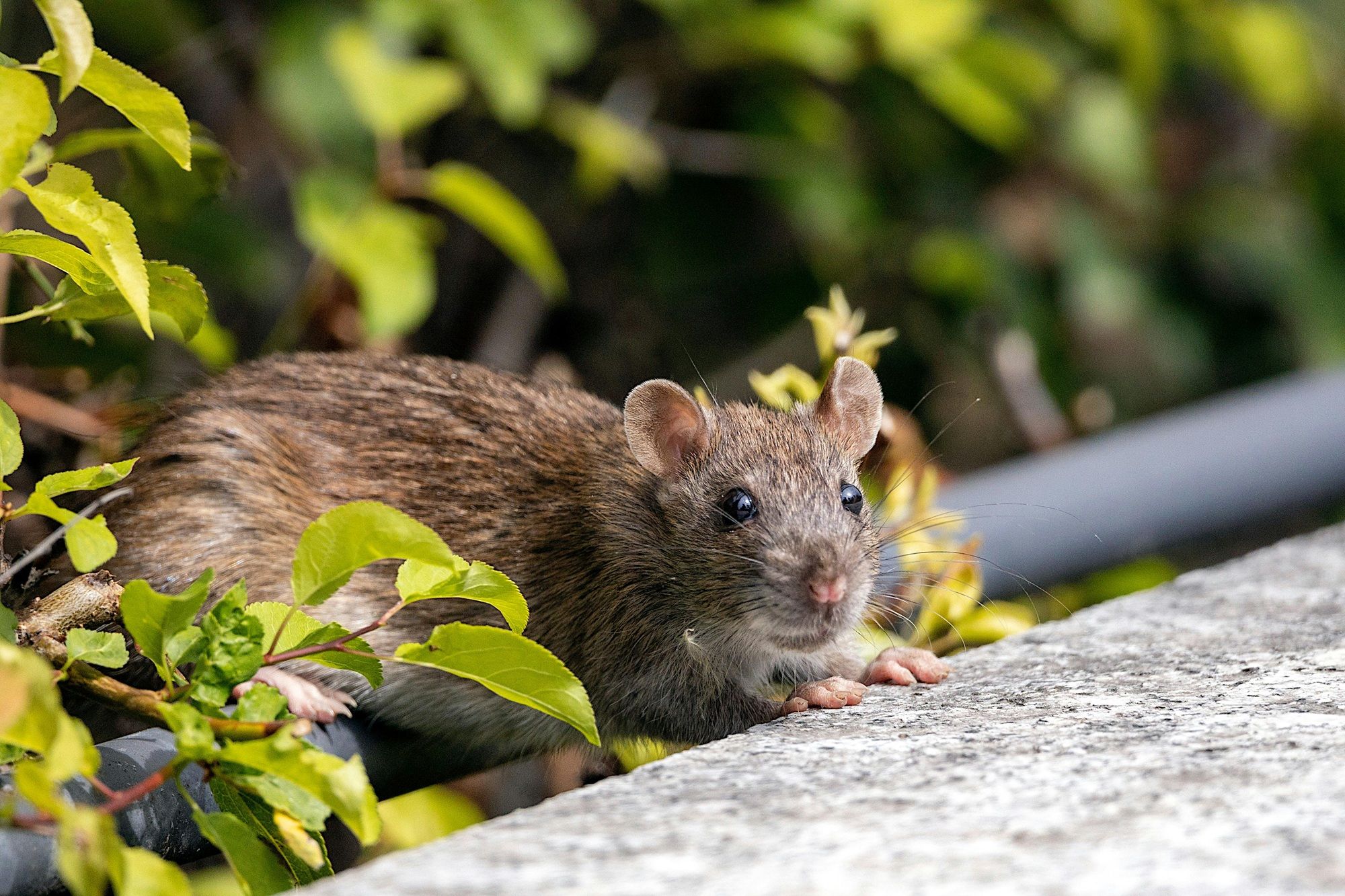 A principal forma de transmiss&atilde;o do hantav&iacute;rus ocorre pela inala&ccedil;&atilde;o de part&iacute;culas presentes em urina, fezes ou saliva de roedores infectados. | Foto: Ilustrativa/Pexels