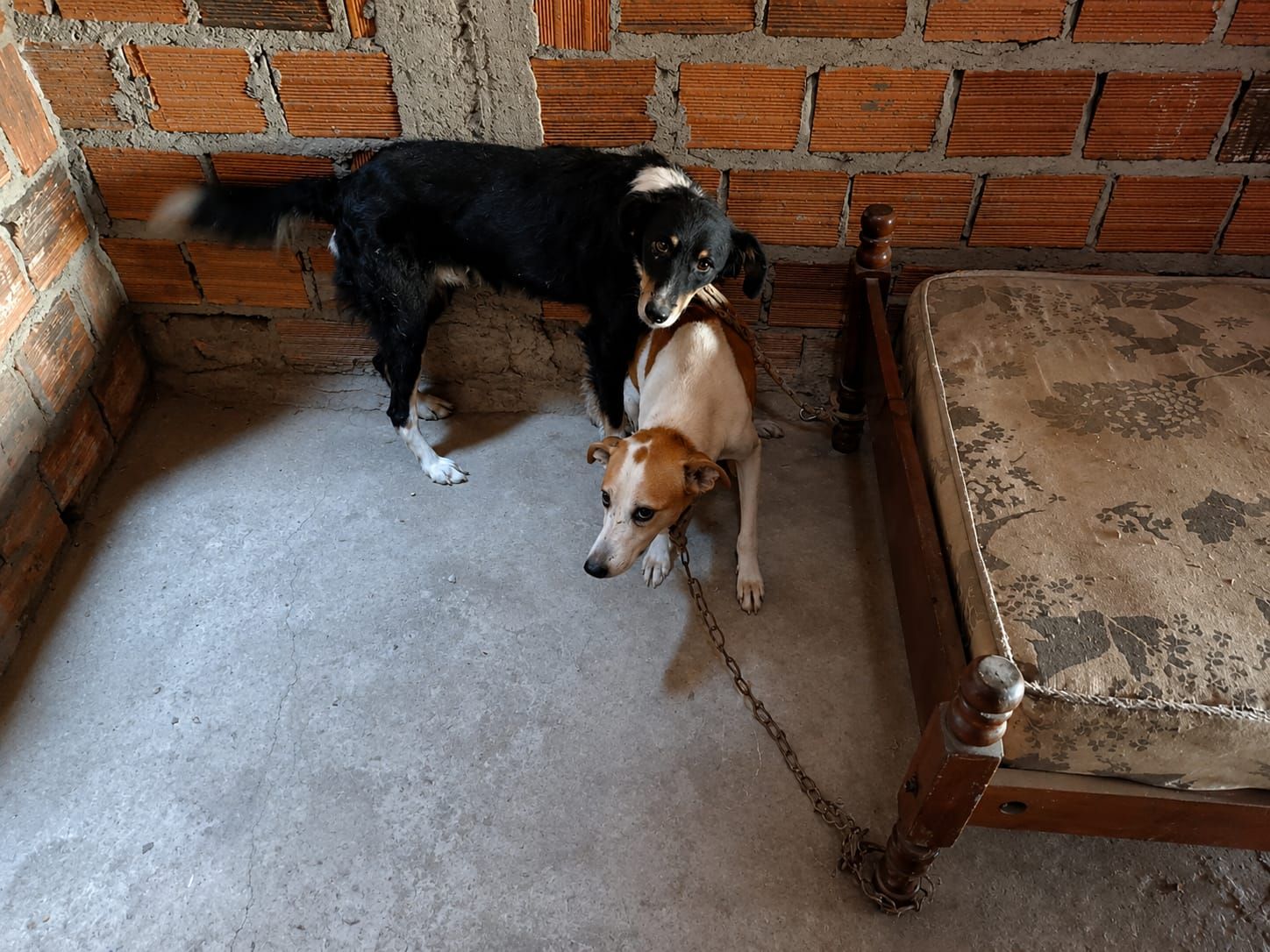 No local, foram encontrados 12 c&atilde;es vivos, alguns presos por correntes, al&eacute;m de um animal morto.  | Reprodu&ccedil;&atilde;o: Pol&iacute;cia Civil