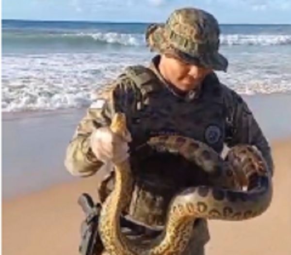 Sucuri é resgatada na praia de Patamares