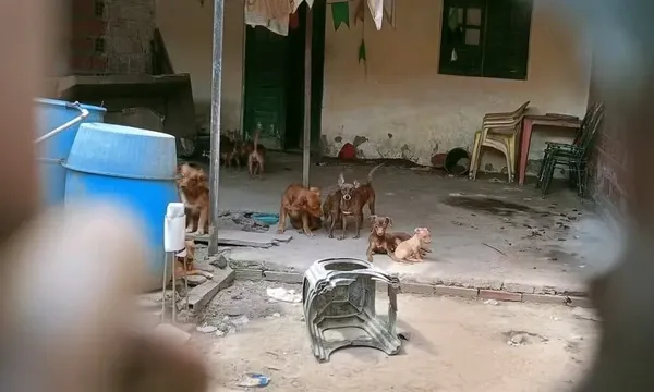 Imóveis localizados em cinco bairros de Feira de Santana foram alvo de uma ação policial após denúncias de maus-tratos a animais. | Foto: Redes Sociais