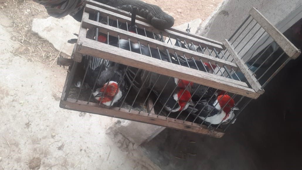 A prisão ocorreu durante a Operação Fauna Protegida, realizada em Salvador e no município de Mascote. | Foto: MP-BA