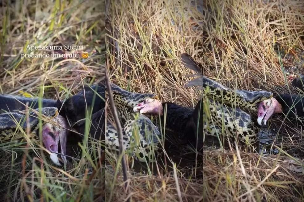 Nas imagens, a serpente aparece arrastando a ave pela cabeça até uma área alagada. | Foto: Redes Sociais