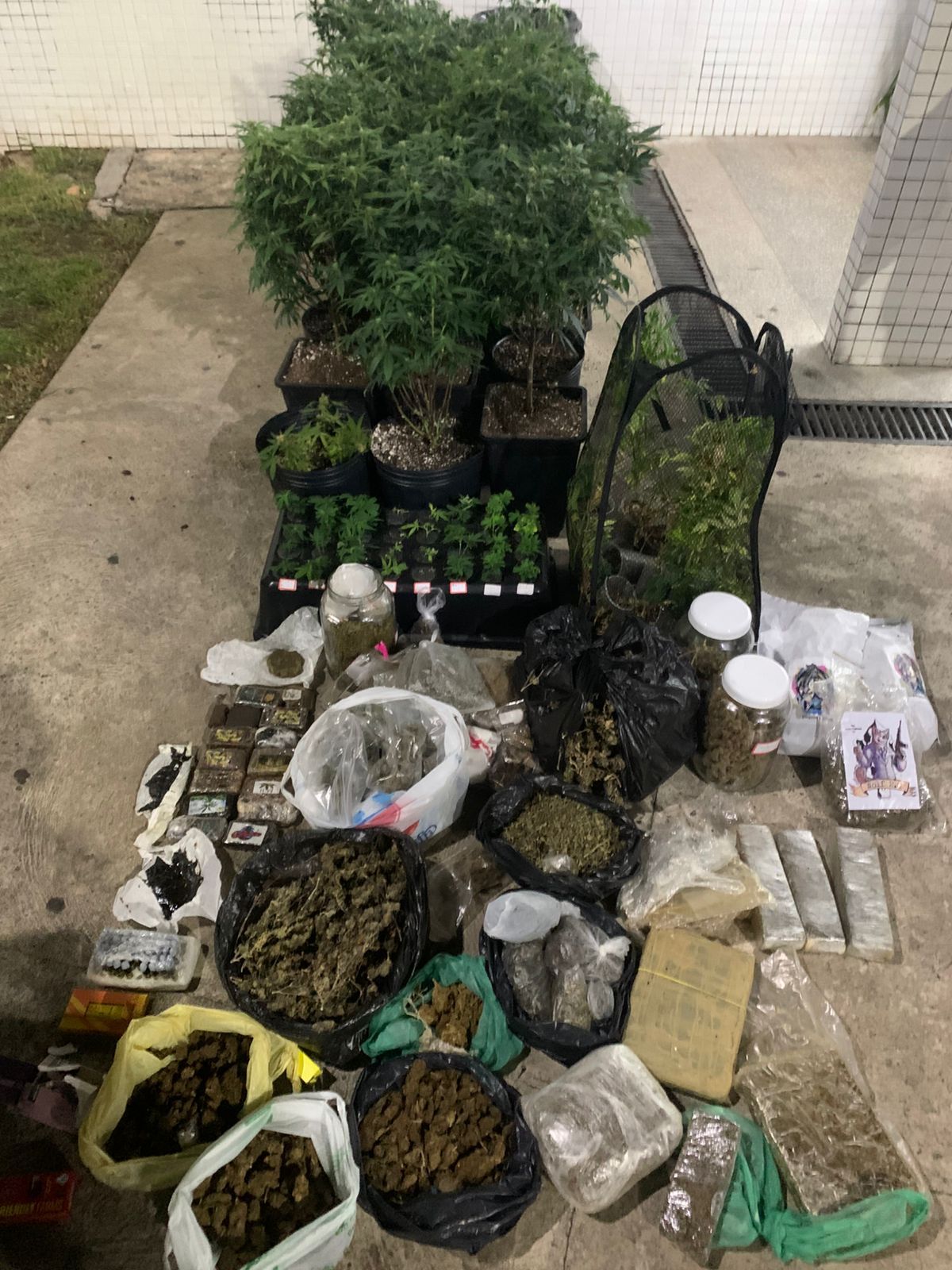 Policiais da Rondesp Atl&acirc;ntico descobriram um cultivo de maconha na madrugada deste domingo (1&ordm;). | Foto: SSP-BA