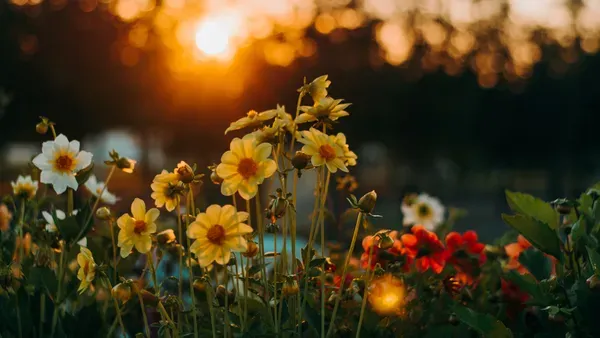 Primavera, estação das flores, chega com frente fria em Salvador | Foto: banco de imagens do Canva