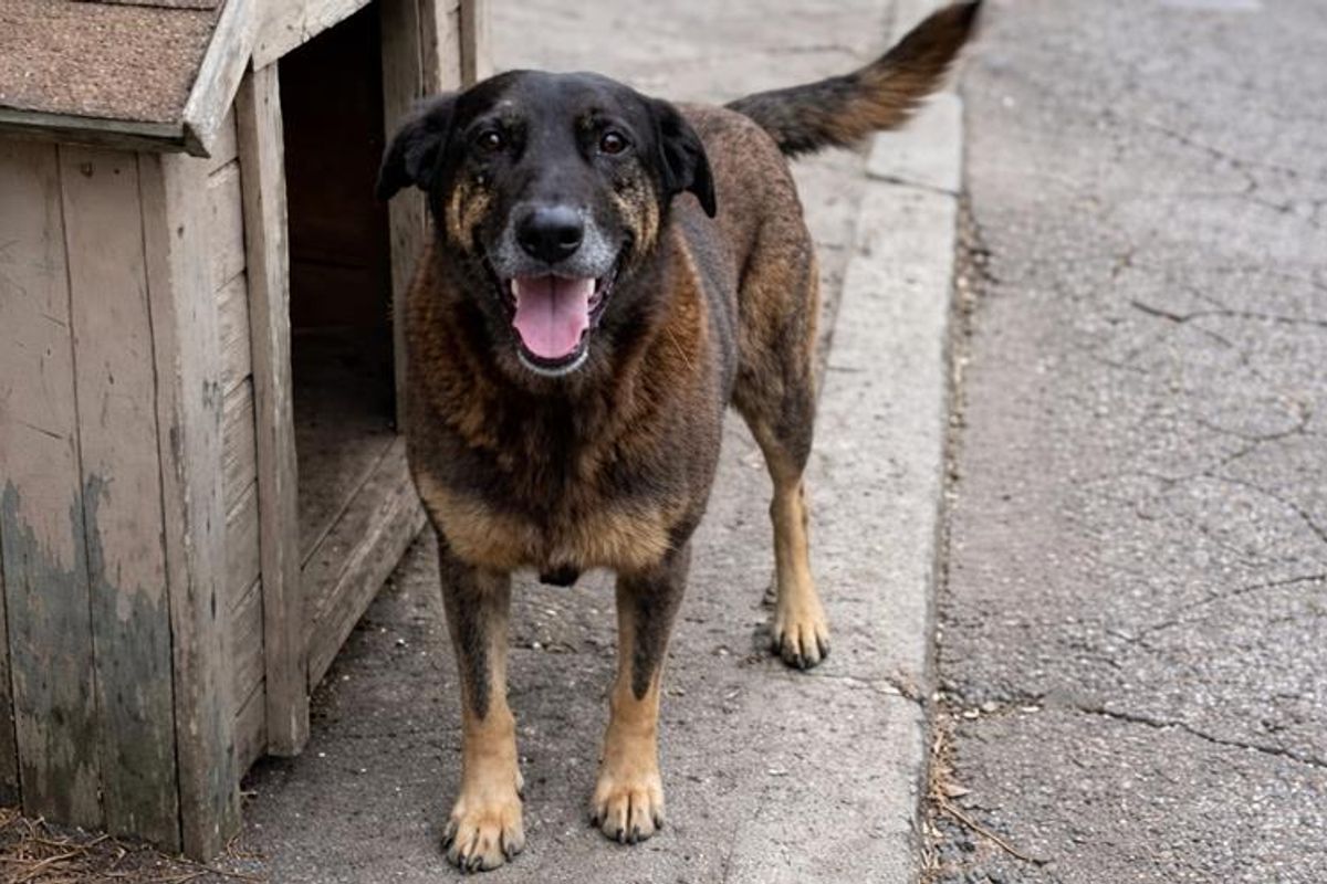 C&atilde;o Orelha foi brutalmente agredido em Santa Catarina, no in&iacute;cio de janeiro. | Foto: reprodu&ccedil;&atilde;o