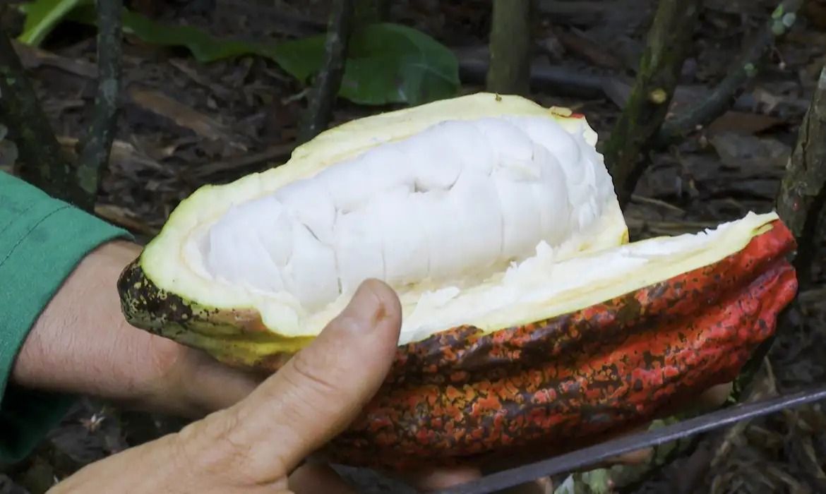 Cultivo de cacau tem importância histórica na economia da Bahia | Foto: Reprodução/TV Brasil