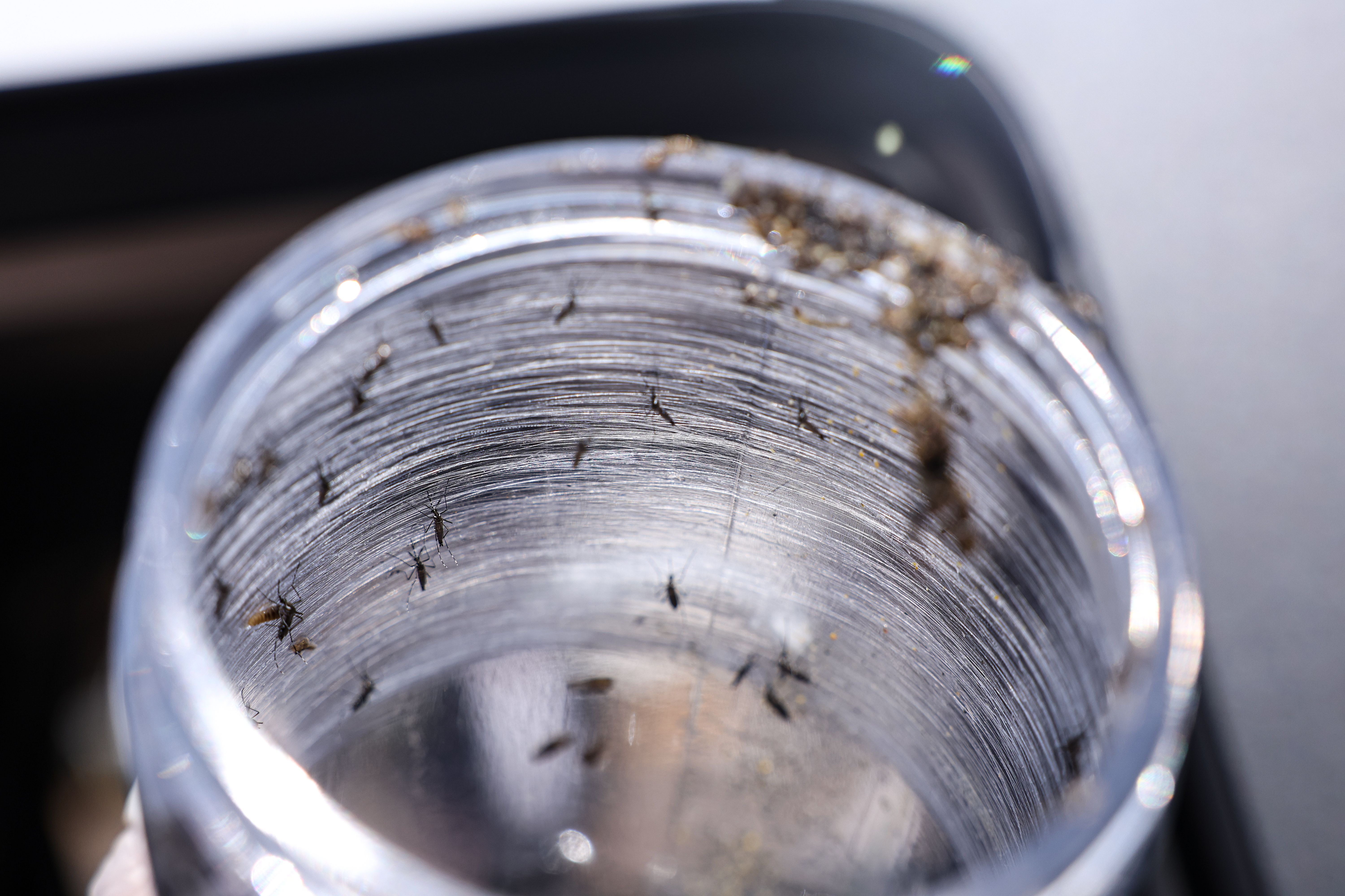 A dengue é uma doença febril causada pelo vírus dengue (DENV), transmitido pela picada da fêmea do mosquito Aedes aegypti. | Foto: Marcelo Camargo/Agência Brasil