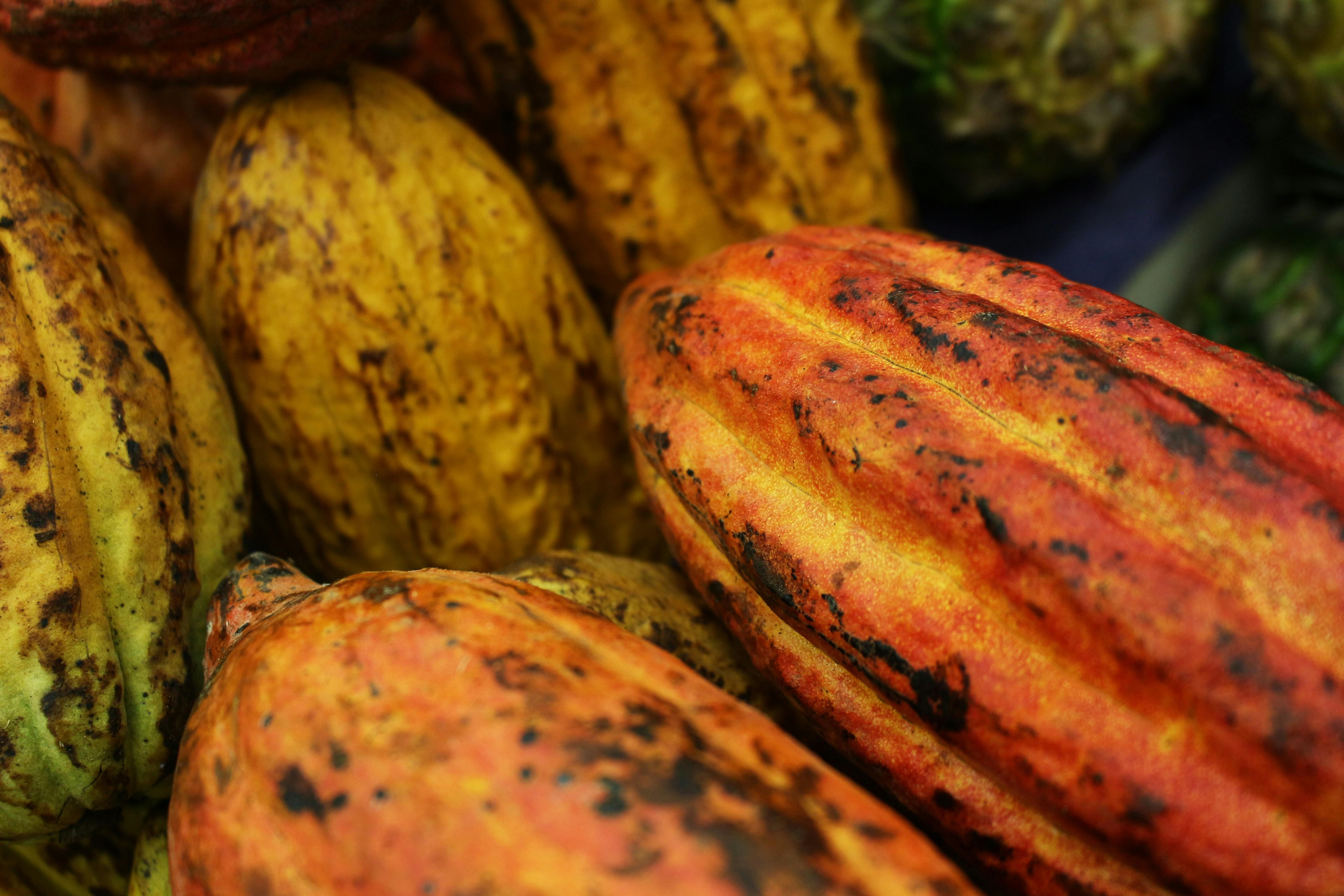 Os pesquisadores ainda planejam testar as propriedades sensoriais e o sabor do produto. | Foto: Ilustrativa/Pexels