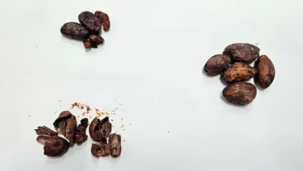 O processo, baseado em extração assistida por ultrassom, também enriqueceu o mel com compostos fenólicos. | Foto: Ilustrativa/Pexels